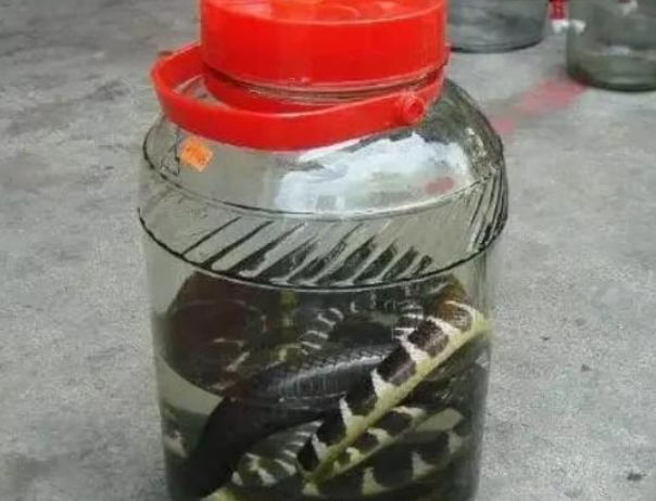 男子用2条毒蛇泡酒，12年后打开本想品尝美酒，谁知出现惊人现象